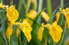 YELLOW FLAG IRIS POND PLANT - water lilies aquatic plants lily fish UK native