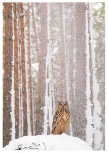Postkarte: Uhu im schneeverhangenem Wald - Picture 1 of 1