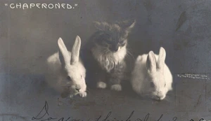 1906 Super Cute White Bunny Chaperoned Kitten RPPC Cat Rabbit Rotograph Co - Picture 1 of 3