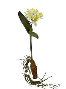 (01510) Artificial Flower Orchid Phalaenopsis Orchid Blades Root White Yellow - Picture 1 of 1