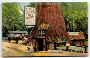 Postkarte Leinen Lilley Redwood Park berühmtes Baumhaus Redwood Highway Kalifornien - Bild 1 von 2