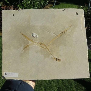 Minerali *** GRANDE PIANTA FOSSILE - Cretaceo Superiore - Libano - Imagen 1 de 3