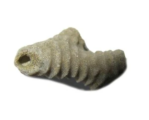 Ordovician Bryozoa Bryozoan fossil Bromide Decorah many species to choose from - Picture 1 of 32