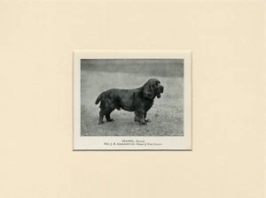 SUSSEX SPANIEL ALT 1950 BENANNTER HUNDEDRUCK MONTIERT RAHMENFERTIG - Bild 1 von 1