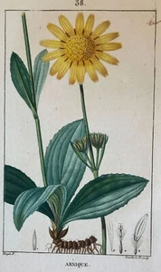 ARNICA LAMBERT TURPIN ARNIQUE 1814 TURPIN BOTANICA BOTANY ARNIC ERBORISTERIA - Foto 1 di 2