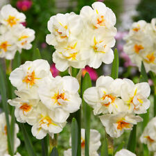 FREE SHIPPING USA-Daffodil Narcissus 'Sir Winston Churchill' Size 12/14 cm