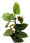 Begonia - Begonie ~ Zimmerpflanze abgebildete Pflanze ca. 24 cm hoch