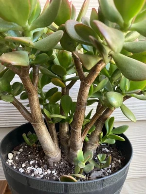 Planta de Jade Crassula Ovata Bonsai 9" Multi Tronco - Se envía a GA, ID, IL, IA, KY+ Foto 1 de 4