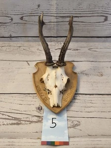 Rehgehörn Rehgeweih Gehörn Geweih Rehbock Trophäe Rehkrickerl ca. 18cm hoch - Bild 1 von 8