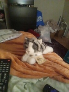 Webkinz SIGNATURE GOLD Ganz Grey Tabby Cat Kitten Plush WKSS2005 10" Realistic