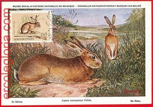 32212 - Hungary - Postal History - MAXIMUM CARD - FAUNA, RABBITS - Picture 1 of 1