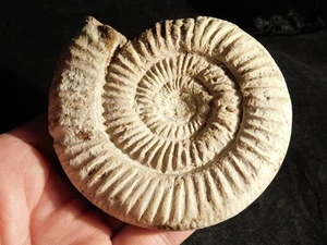 BIG! 111 Million Year Old! White Ribbed AMMONITE Fossil With Stand 236gr - Picture 1 of 10