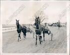 1938 Trotter Race Horses Mazaran and Roland in Aiken South Carolina Press Photo