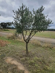 20 Mature Olive Trees - Picture 1 of 3