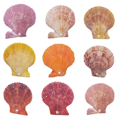 10 pcs Drilled Fan Shells Beads Seashells For Pendant DIY Nautical Decor 4-6 cm - Image 1 of 4