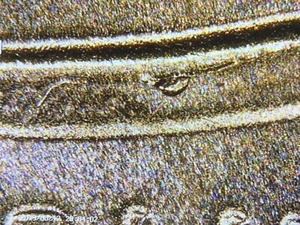 2018-D Lincoln shield cent Die Crack on Reverse Shield!~FREE SHIPPING!~ - Picture 1 of 4