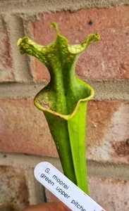 Sarracenia moorei green upper pitcher 1Litre pot - Picture 1 of 3