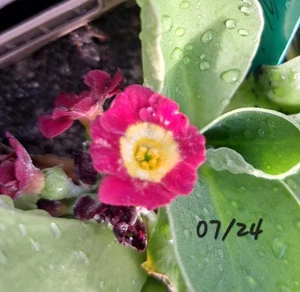 Primula X Aurikula Primula X Pupescens Aurikel Alpenaurikel Primel - Bild 1 von 1