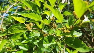 15 Assorted Size Mulberry Cuttings Dwarf Everbearing - Morus nigra - Picture 1 of 4