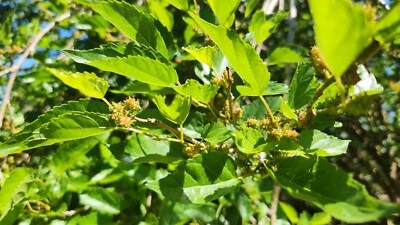 15 Assorted Size Mulberry Cuttings Dwarf Everbearing - Morus nigra - Image 1 of 4