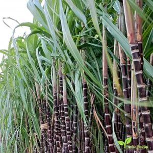 5 Black Sugarcane SEEDS - SACCHARUM OFFICINARUM - Sugar Cane + 5 seeds Sunflower - Picture 1 of 3