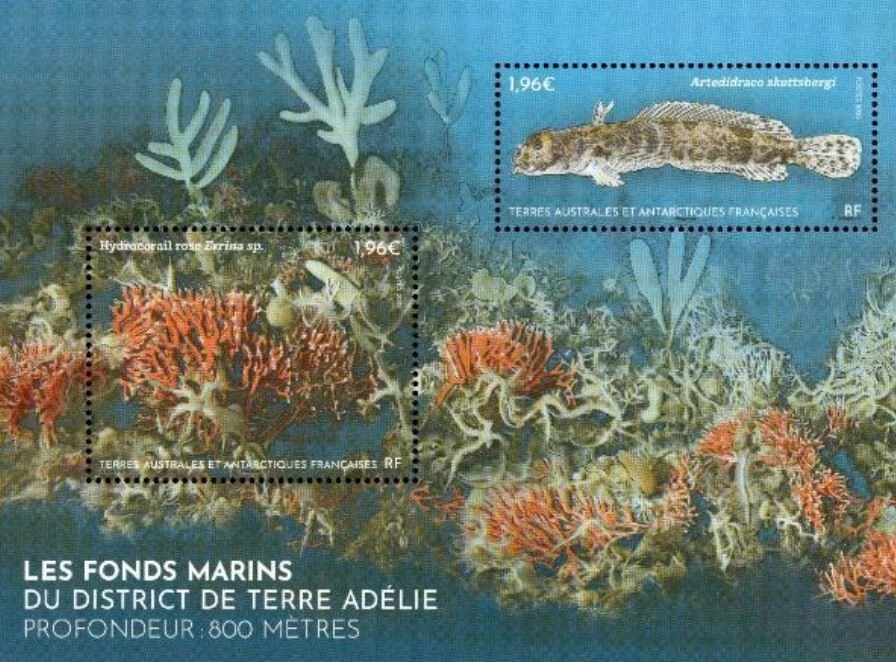 fsat 2025 taaf antarctic seabed Terre Adelie district Depth 800 meters fish ms2v - Image 1 of 1