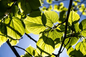 Carta da parati fotografica foglie albero ramo ramo - carta da parati incollata o carta da parati autoadesiva - Foto 1 di 2