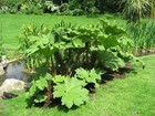 Gunnera manicata - Marginal Pond Plants  - Pond Plants - Water Plants - BP044