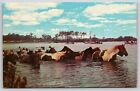Vintage Postcard 1968 Ponies Swimming to  Assateague Island Virginia VA D3