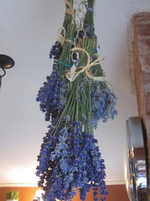 Lote de 20+: Paquetes de lavanda seca racimos 'Munstead' secos naturalmente 2025 Foto 1 de 4