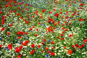 13000+ (10 g) Samen Sommer Blumen Wiesen Mischung Bienen Wildblumen Bunte Wiese - Bild 1 von 6