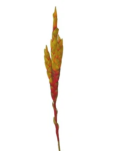 (01578-33983) ARTIFICIAL FLOR VRIESEA SPLENDENS ESPADA FUEGO PLUMA INDIO AMARILL - Picture 1 of 2