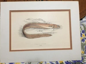 1862 matted chromolithograph Drummond's Echiodon pearlfish~11 1/2" X 8 3/4"~ - Picture 1 of 10