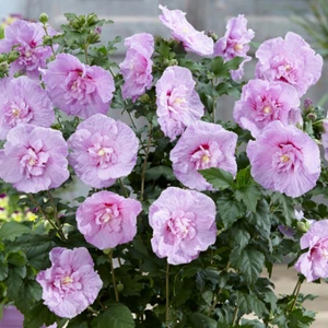 Hibiscus Lavender Chiffon in a 9cm Pot - Picture 1 of 3