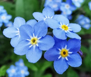 Vergissmeinnicht Myosotis Sylvatica - 6.000 große Samen - Bild 1 von 3