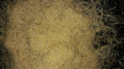 White worm Starter culture Organic fish/frog/newt food FREE SHIPPING! - Image 1 of 3