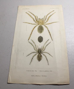 1837 CUVIER Tier Farbdrucke ~ WOLFSSPINNE, plus eine weitere Art - Bild 1 von 1
