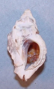 MUREX RORIFLUUS 35mm BEAUTIFUL SPECIMEN Mie, Japan - Picture 1 of 2