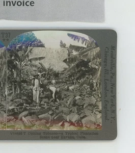Schneiden Tabak Plantage Szene in der Nähe von Kuba Keystone Stereoview - Bild 1 von 2