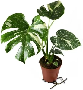 Thai Constellation Monstera - Live Plant in a 4 Inch Nursery Pot - Monstera - Picture 1 of 2