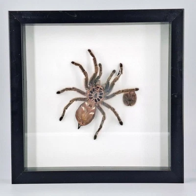 Chilean Rose Tarantula Gammostola Rosea Framed Entomology Art Display Oddities - Image 1 of 4
