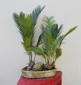 Bonsai bosque Cicas - Cycas Revoluta. Altura 70cm - Imagen 1 de 9