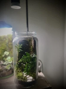Live Vertical Terrarium - Planted Terrarium “Woodland Hideaway” - Picture 1 of 7