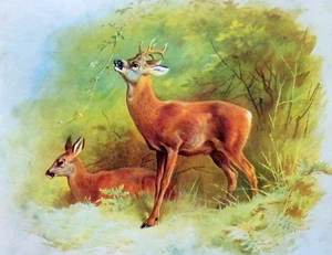 ROE DEER * 1970s VINTAGE PRINT OF A PAINTING BY THORBURN - Picture 1 of 2