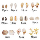 1 Box Mixed Shells Craft Beads Drilled Conch Seashells Nauticaldecor 1-3 Cm