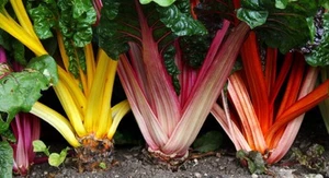 SILVERBEET 'Rainbow Chard' 100seeds HEIRLOOM vegetable garden UNUSUAL NUTRITIOUS - Picture 1 of 1