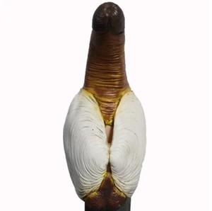 Prop Latex Geoduck Clam Penis Head Mask Adult Halloween Party Costume Cosplay - Picture 1 of 4