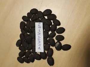 Luffa cilindrica ( 30 semillas - seeds ) Lufa Esponja baño Vegetal Calabaza - Imagen 1 de 1