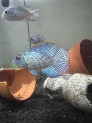 Rare Flower horn Electric Blue Acara 4-5 Inch Live Tropical Rare Fish! - Image 1 of 4