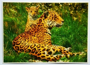 Ansichtskarte - Jaguar mit Jungtier (große Karte) -(seltenes Motiv) - Bild 1 von 2